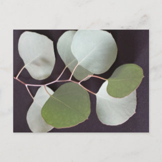 Carte Postale Silvery Leaf 3 - éducation du cerveau