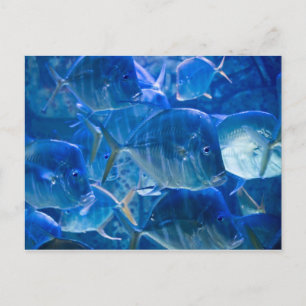 Carte postale Silvery Tropical Fish