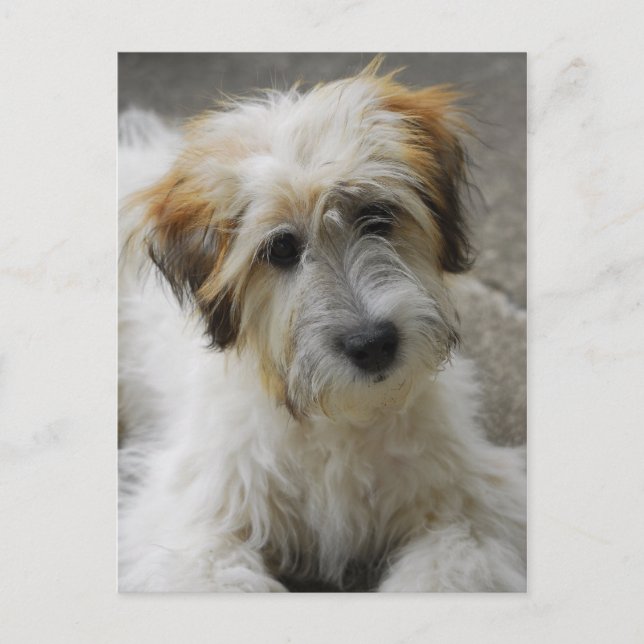 Carte Postale simba (Devant)