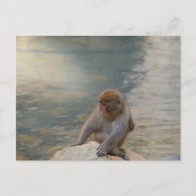 Carte Postale Simian Serenity by the Shore (Devant)
