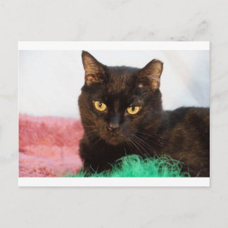 Carte Postale Simon