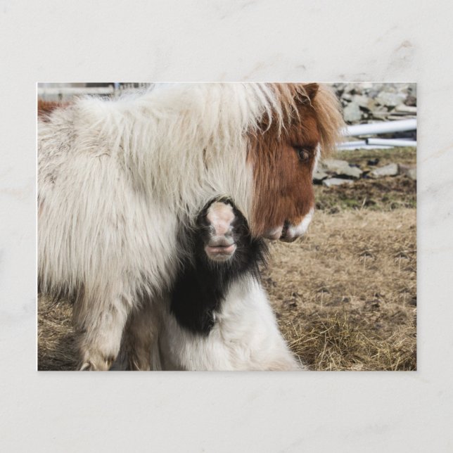 Carte postale simple de TIddles et de tempête (Devant)