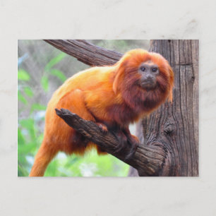 Carte Postale Singe à feuille rouge solitaire