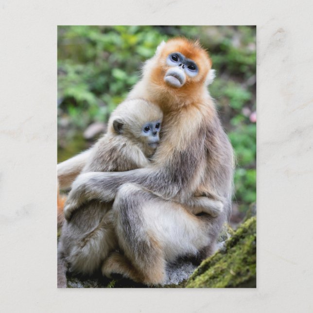 Carte Postale Singe à nez doré avec bébé (Devant)