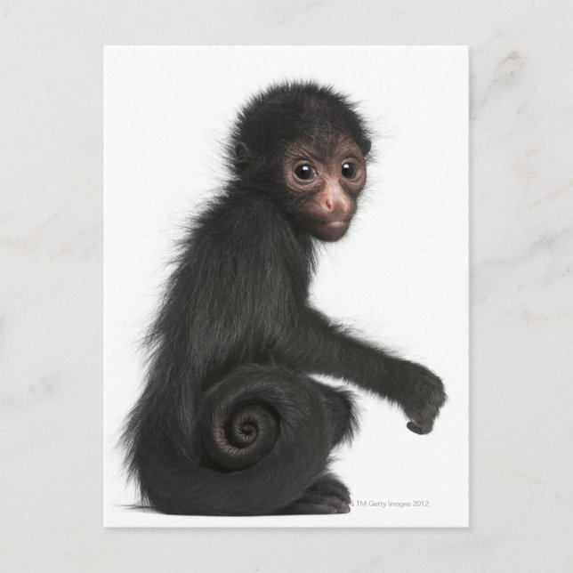 Carte Postale Singe à tête rouge - Ateles paniscus (3 (Devant)