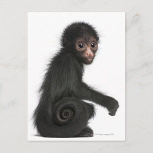 Carte Postale Singe à tête rouge - Ateles paniscus (3