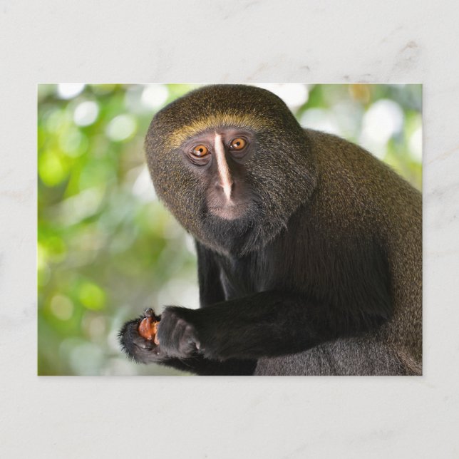 Carte Postale Singe à visage de chouette (Devant)