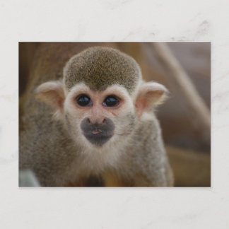 Carte Postale Singe araignée