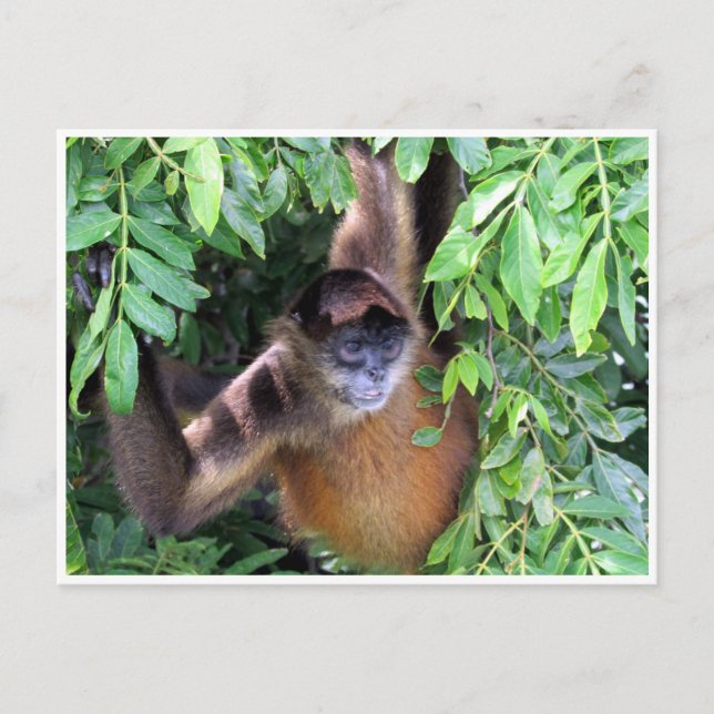Carte Postale singe araignée (Devant)