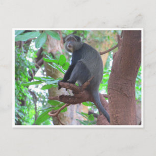 Carte Postale singe bleu