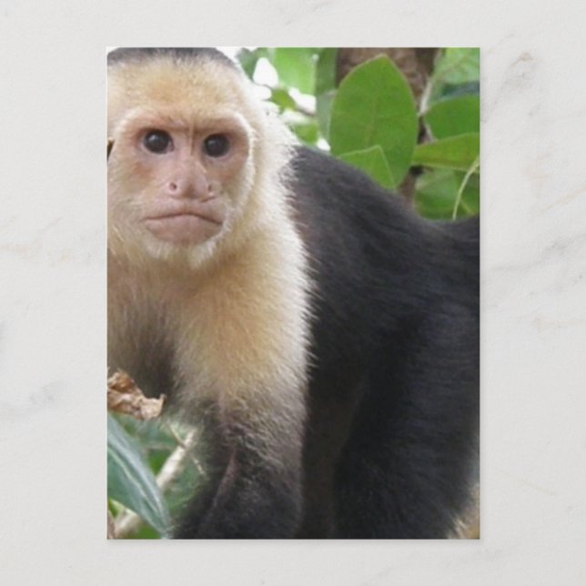 Carte postale Singe Capuccine Face Blanc (Devant)