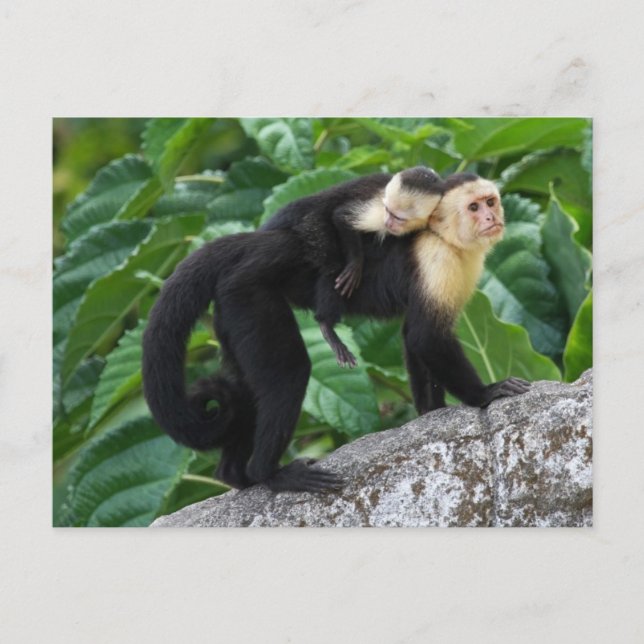 Carte Postale Singe Capucin Adulte Portant Le Bébé Sur Son Dos (Devant)