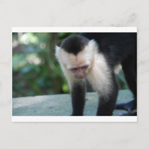 Carte Postale Singe capucin.JPG