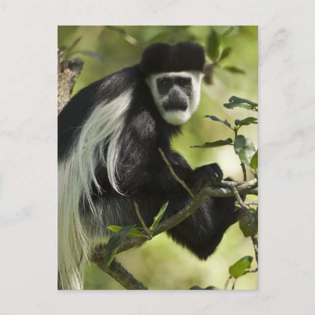 Carte Postale Singe colobre noir et blanc (Devant)