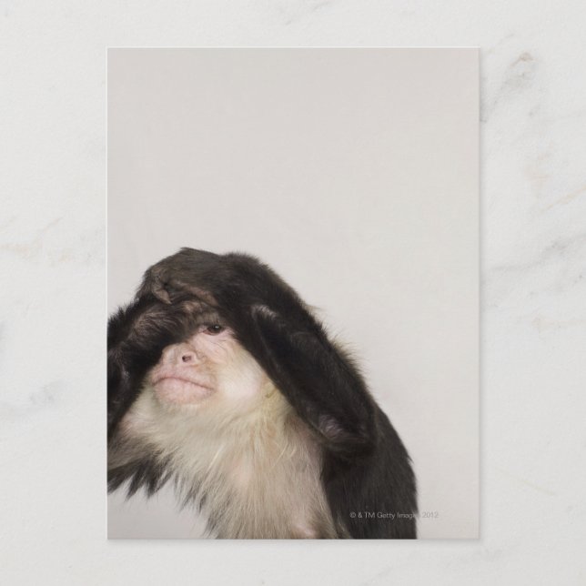 Carte Postale Singe couvrant les yeux (Devant)