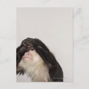Carte Postale Singe couvrant les yeux