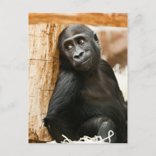 Carte Postale Singe de bébé noir