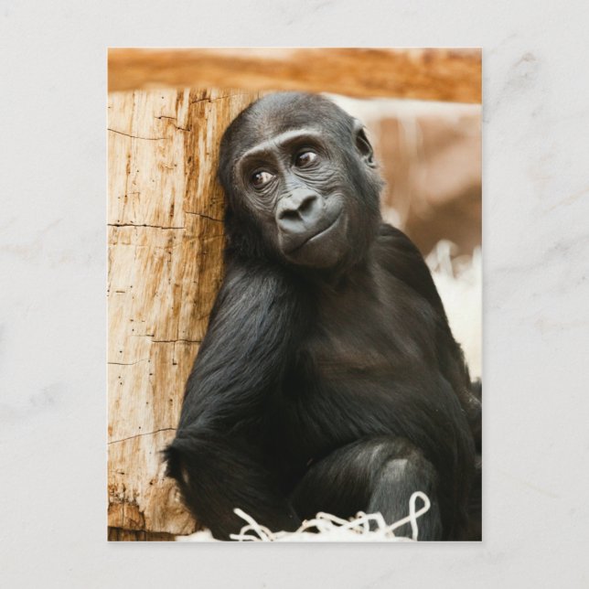 Carte Postale Singe de bébé noir (Devant)