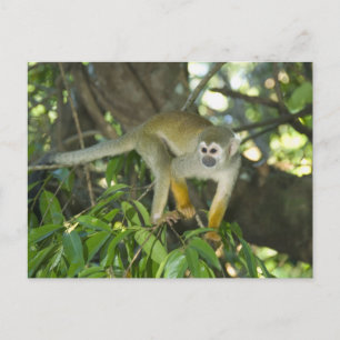 Carte Postale Singe d'écureuil commun (Saimiri sciureus), Rio