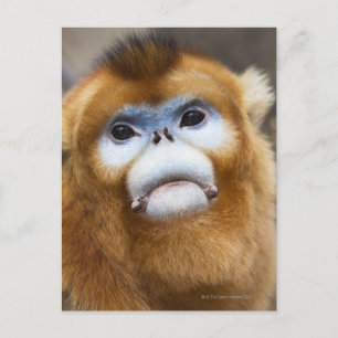Carte Postale Singe doré mâle Pygathrix roxellana