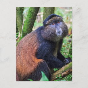 Carte Postale Singe doré, Rwanda