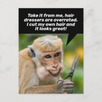 Singe Drôle Avec Un Mauvais Abris De Cheveux En Pl