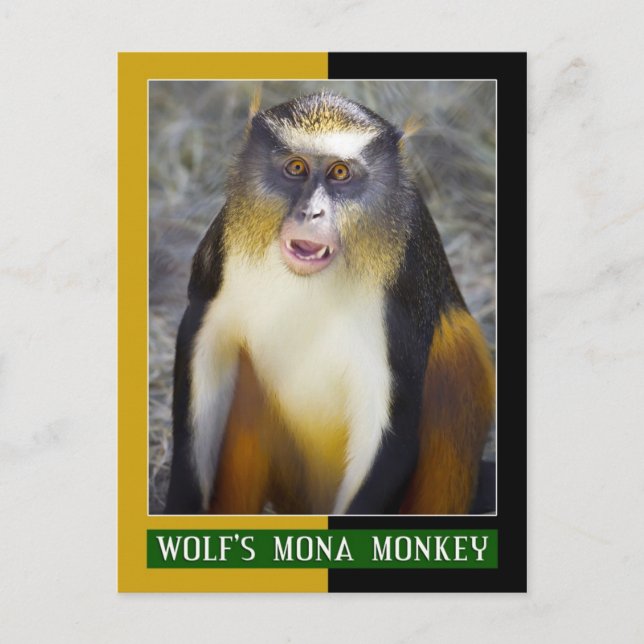 Carte Postale Singe du Mona (Guenon) du loup (Devant)