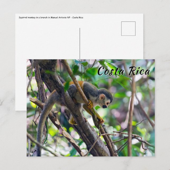 Carte Postale Singe écureuil à Manuel Antonio NP - Costa Rica (Devant / Derrière)