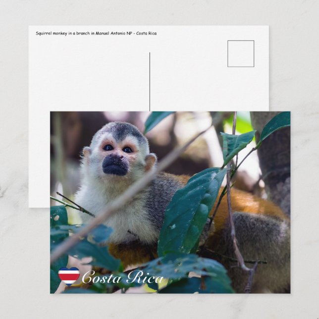 Carte Postale Singe écureuil à Manuel Antonio NP - Costa Rica (Devant / Derrière)