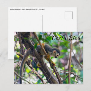 Carte Postale Singe écureuil dans le parc national Manuel Antoni
