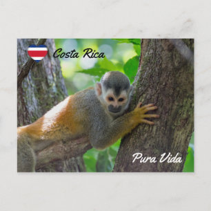 Carte Postale Singe écureuil dans le parc national Manuel Antoni