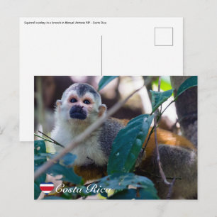 Carte Postale Singe écureuil dans le parc national Manuel Antoni