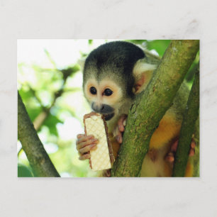 Carte Postale Singe écureuil mangeant un biscuit wafer