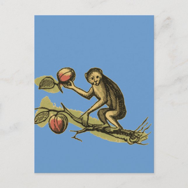 Carte Postale Singe et sa noix de coco (Devant)