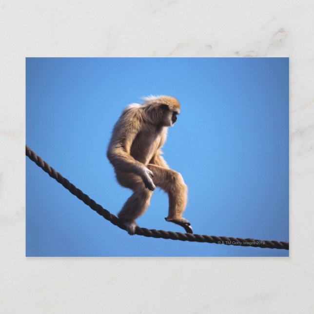 Carte Postale Singe marchant sur la corde (Devant)