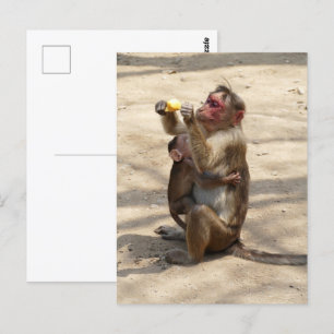 Carte Postale Singe - Mères Petit-Déjeuner