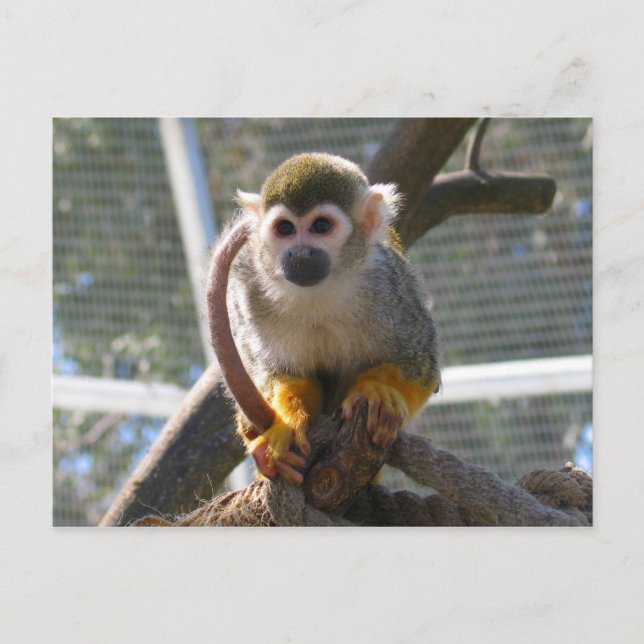 Carte Postale Singe mignon (Devant)