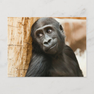 Carte Postale Singe noir de bébé