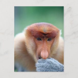 Carte Postale Singe proboscis à Bornéo.