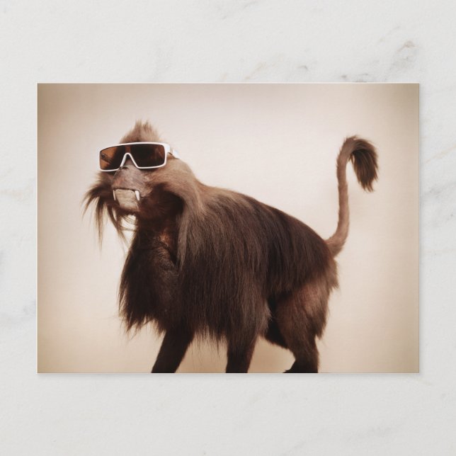 Carte Postale singe soleil (Devant)