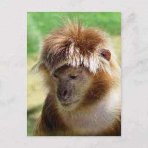 CARTE POSTALE SINGES