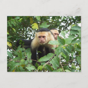 Carte Postale Singes capucins
