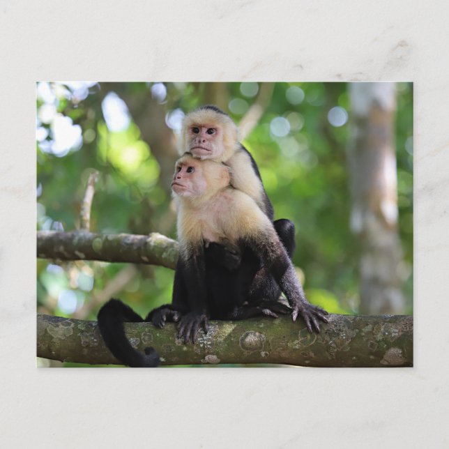 Carte Postale Singes capucins (Devant)