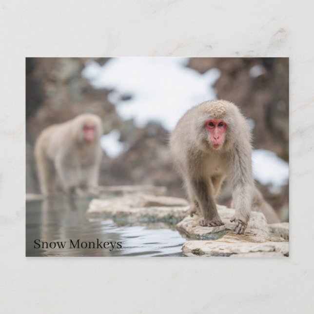 Carte Postale Singes des neiges. Japon. (Devant)