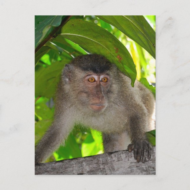 Carte Postale Singes : Macaque à Kalimantan Indonésie (Devant)