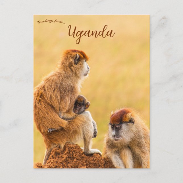 Carte Postale Singes Patas en Ouganda (Devant)