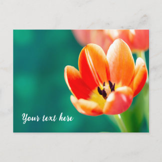 Carte Postale Single Orange Tulip Postcard