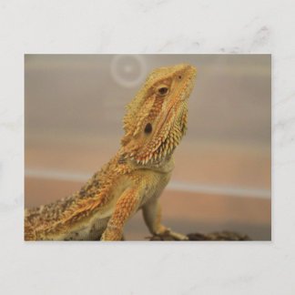 Carte Postale Sir Charles Posing