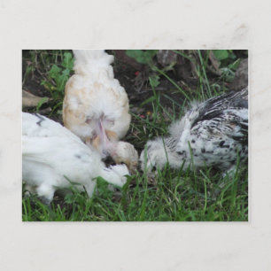 Carte Postale "Sisterly Love"   3 poules Chicks