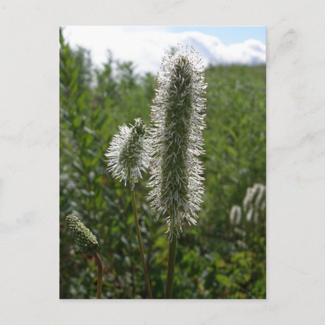 Carte Postale Sitka Great Burnet, île de l'Unalaska (Devant)